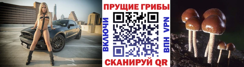 где можно купить Бронницы Галлюциногенные грибы Magic Shrooms